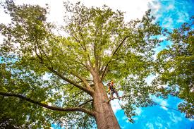 Best Firewood Processing and Delivery  in El Cerro, NM