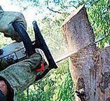 How Our Tree Care Process Works  in  El Cerro, NM