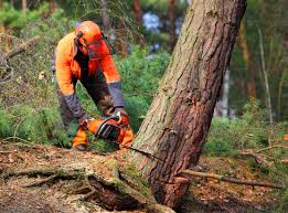 Best Seasonal Cleanup (Spring/Fall)  in El Cerro, NM